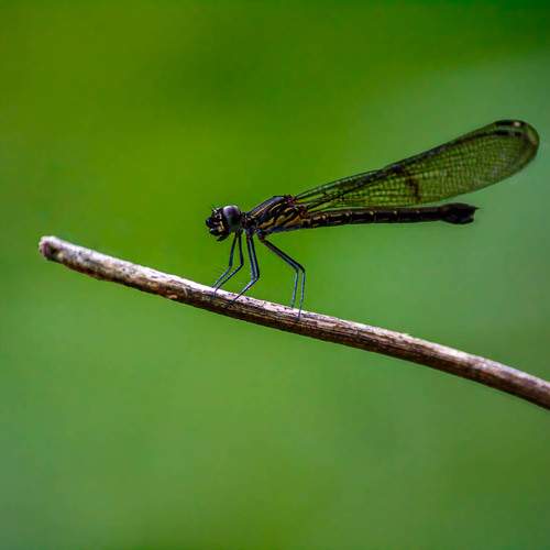 Photo #11984064