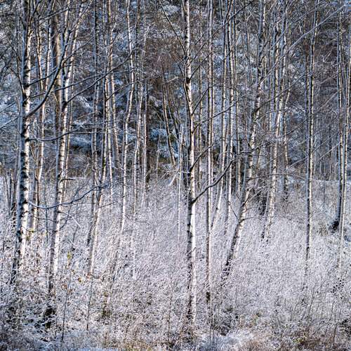 Photo #11984789