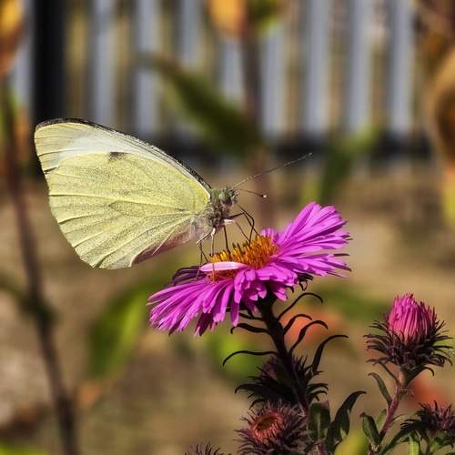 Photo #11985763