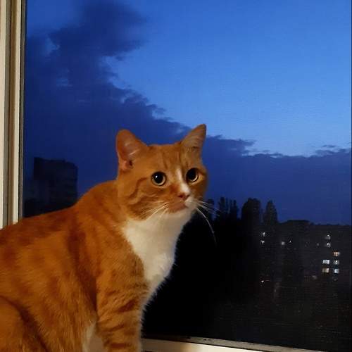 Photo #11986521