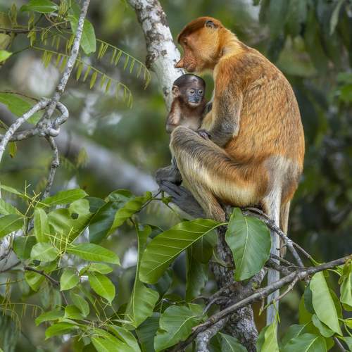 Proboscis Monkey and Baby