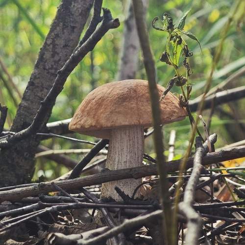 Photo #11986937