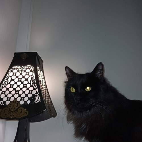 Photo #11989518