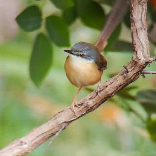 On a branch