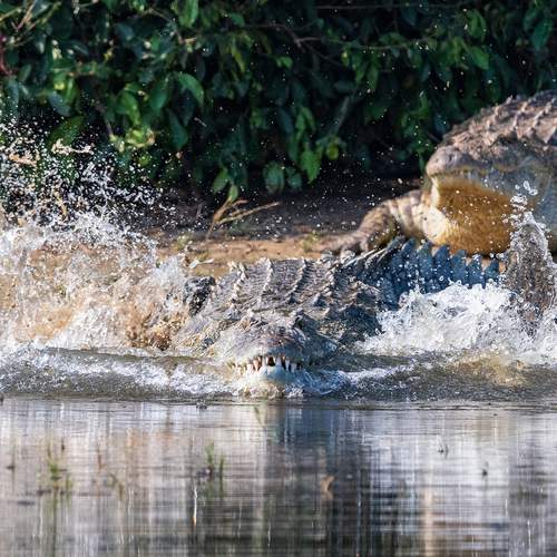 Nile crocodile in... Nile.