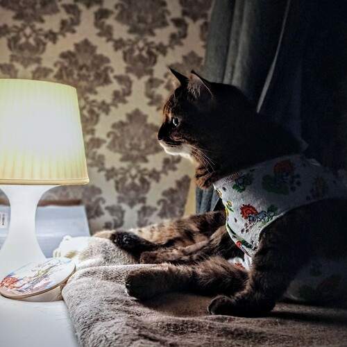 Photo #11990514