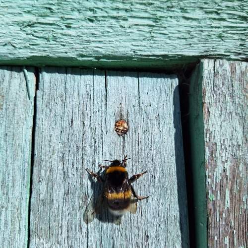 Photo #11991254