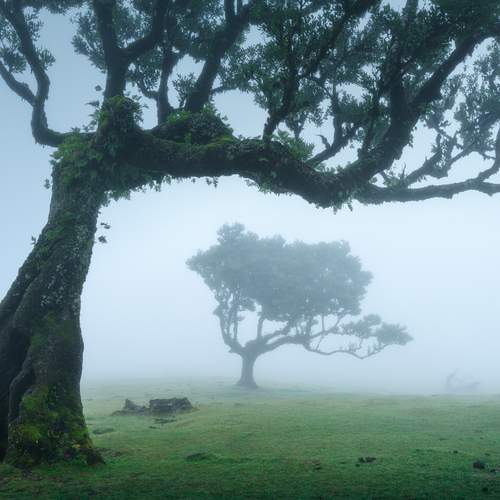 Twisted trees of Fanal forest