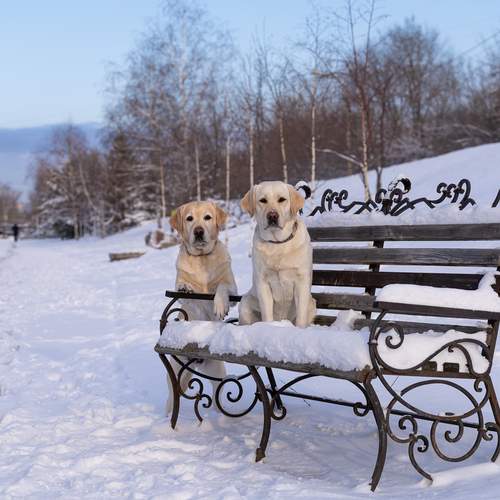 Photo #11991370