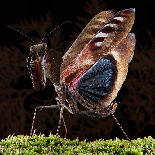 Dead Leaf Mantis - Deroplatys Desiccata