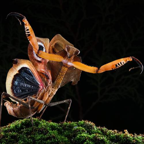 Dead Leaf Mantis - Deroplatys Desiccata