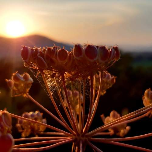 Poison plant in sunset