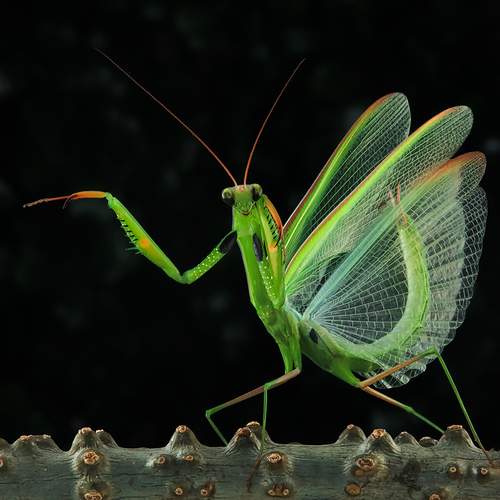 Asian Jumping Mantis - Statilia Maculata