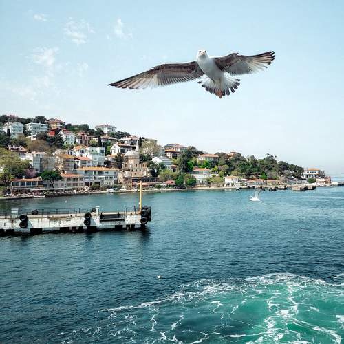 Photo #11992293