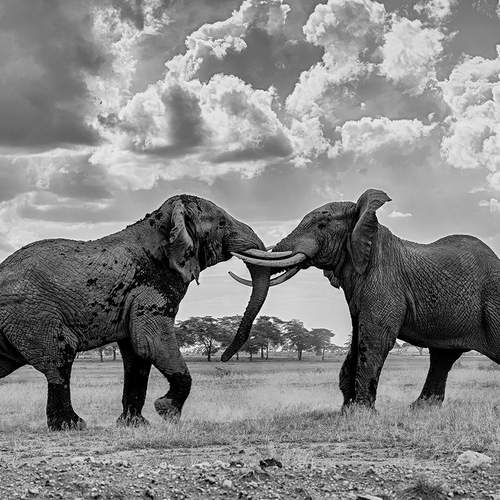 Power Unleashed: Elephants of Amboseli in full musth, a force of nature not to be challenged