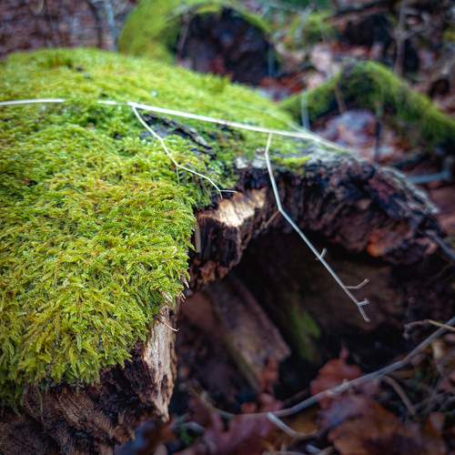 Wooden world in details