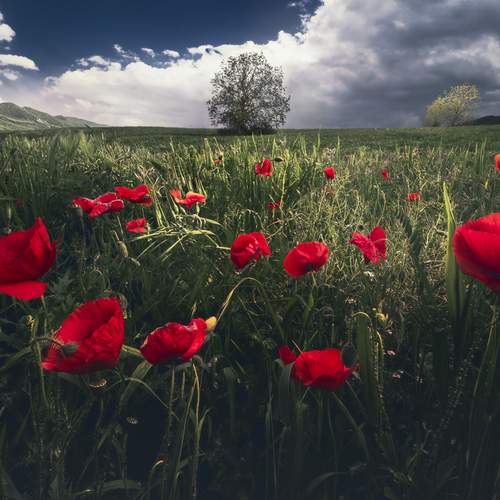 THE REVERIE OF PRIMARIES - Valle del Tirino