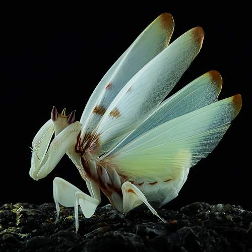 Orchid Mantis - Hymenopus Coronatus