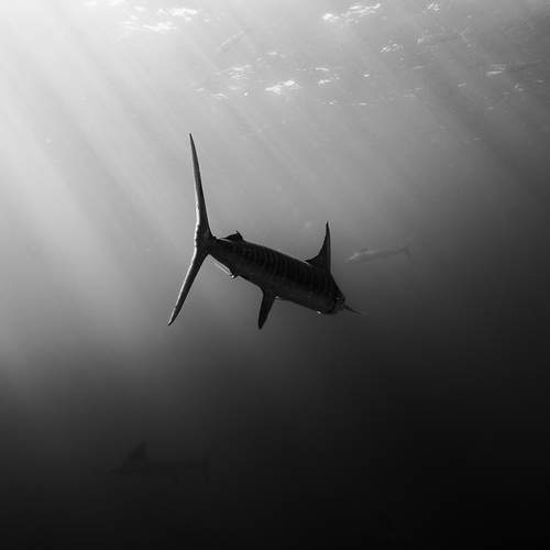 Sardina Run Magdalena bay Baja California Sur