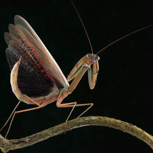 Chinese Mantis - Tenodera Sinensis