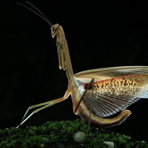 Chinese Mantis - Tenodera Sinensis