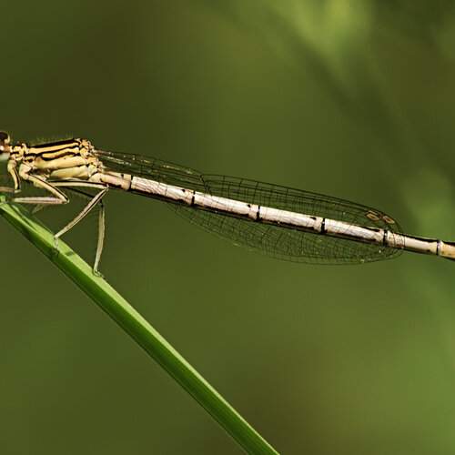 Плосконожка обыкновенная (Platycnemis pennipes)