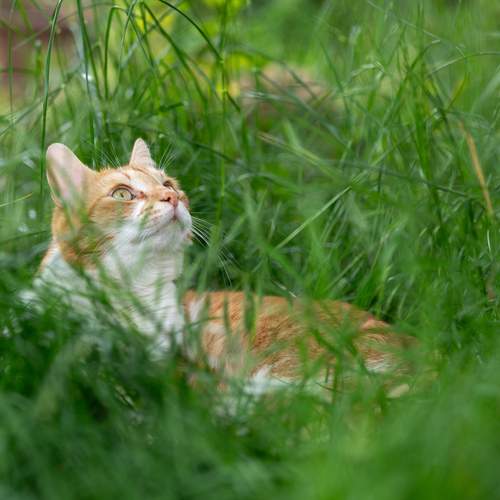 Cat life