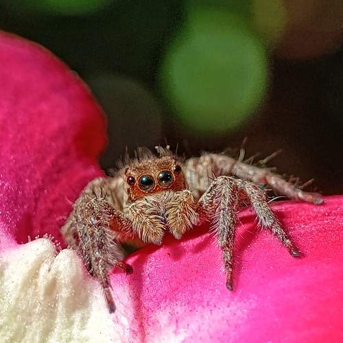 Photo #11998075