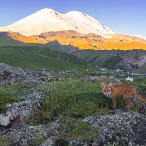 Лисенок в Приэльбрусье