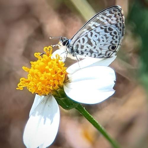 Photo #11998779