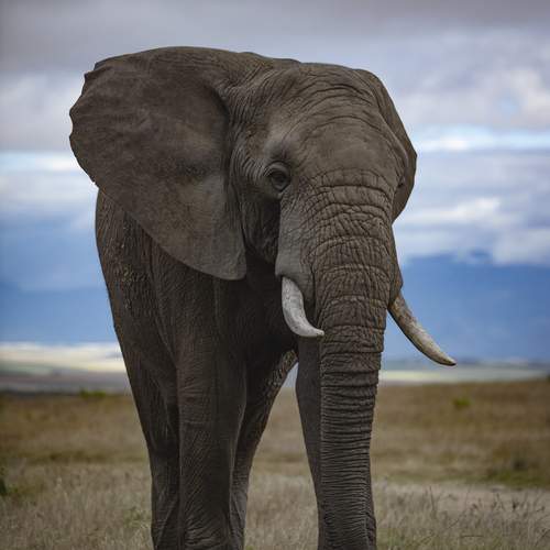 One of the "Great African Five"