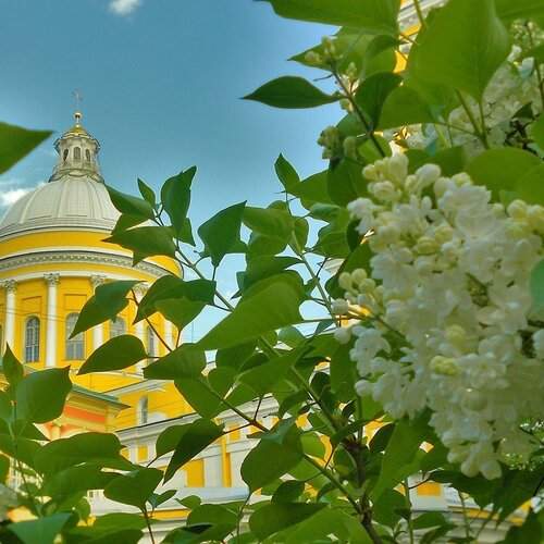 Сирень