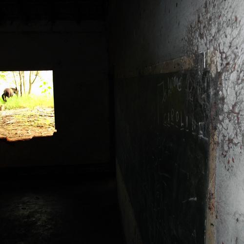 A school window with a horse