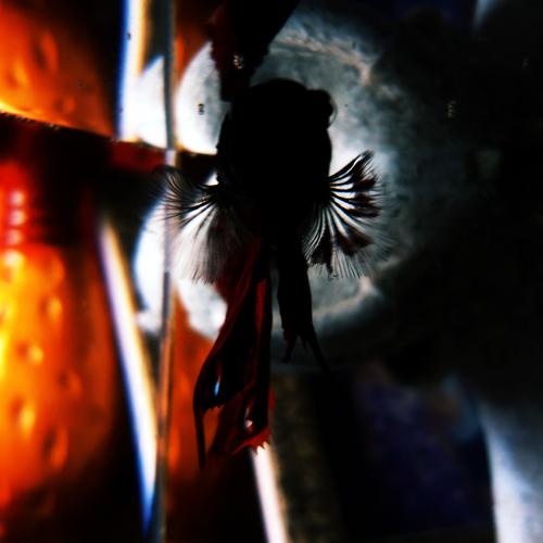 Beta Fish