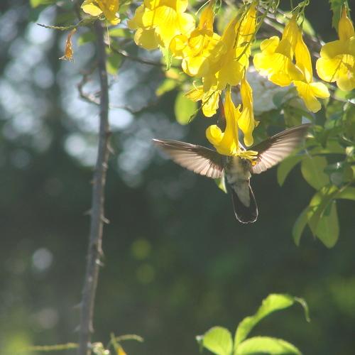 natureza