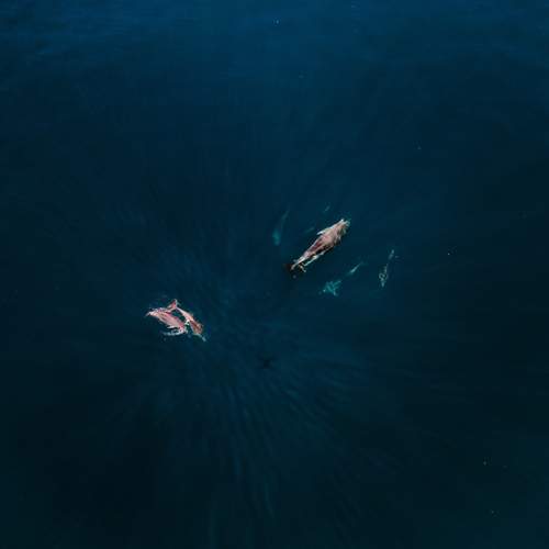 Photo #12000115