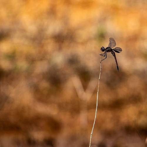 Photo #12000409