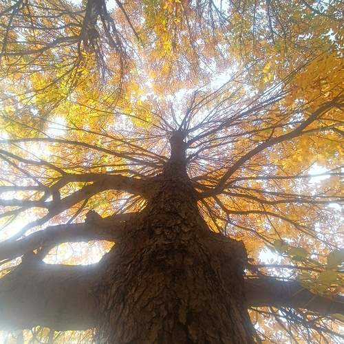 Photo #12000769