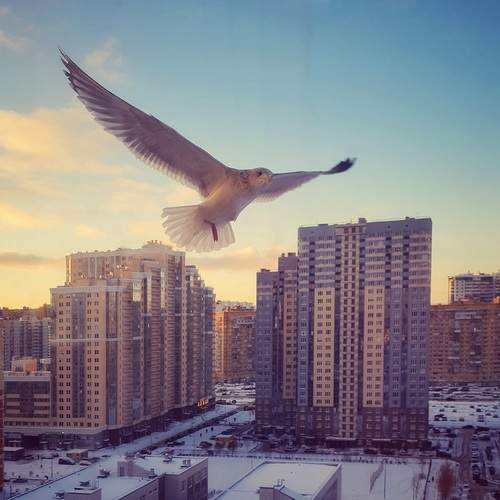 Photo #12001093
