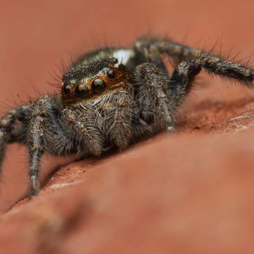 Photo #12001540