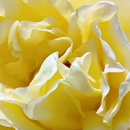 Rose Up