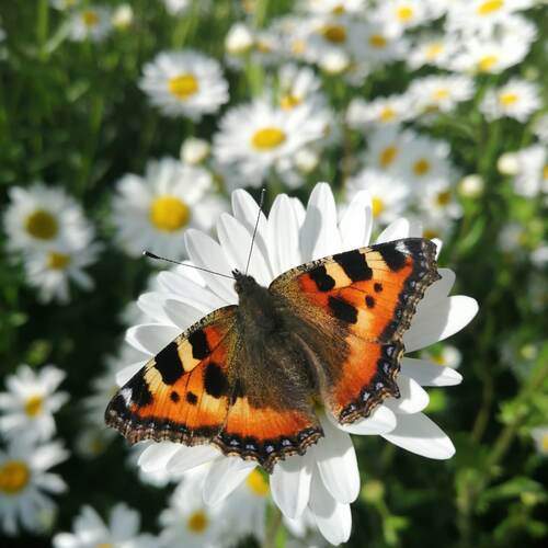 Photo #12002008