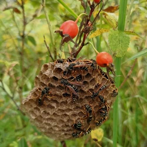 Photo #12002190