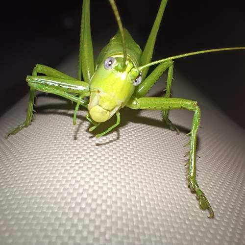 Photo #12002610