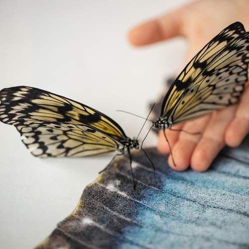 Photo #12003403