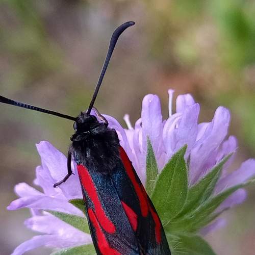 Photo #12003630