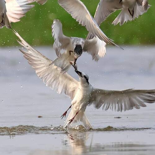 Photo #12004001