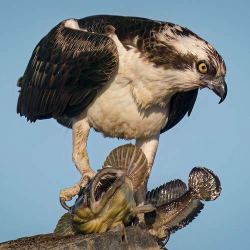Osprey With Specklefin Midshipman
