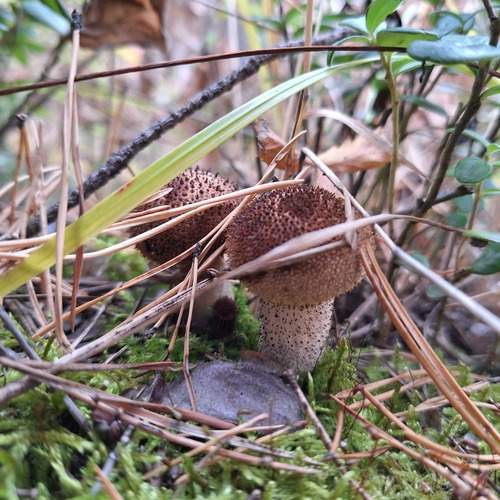 Photo #12006010