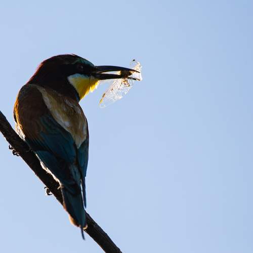 Photo #12006585